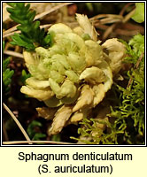 Sphagnum denticulatum (auriculatum), Cow-horn Bog-moss