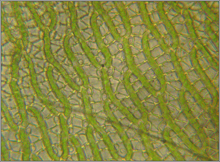 Sphagnum denticulatum (auriculatum), Cow-horn Bog-moss