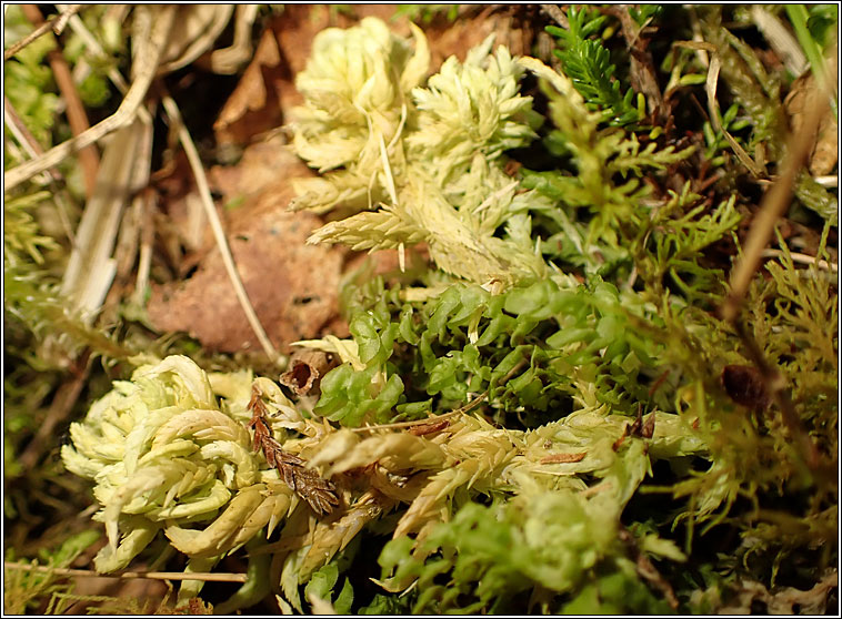 Sphagnum denticulatum (auriculatum), Cow-horn Bog-moss