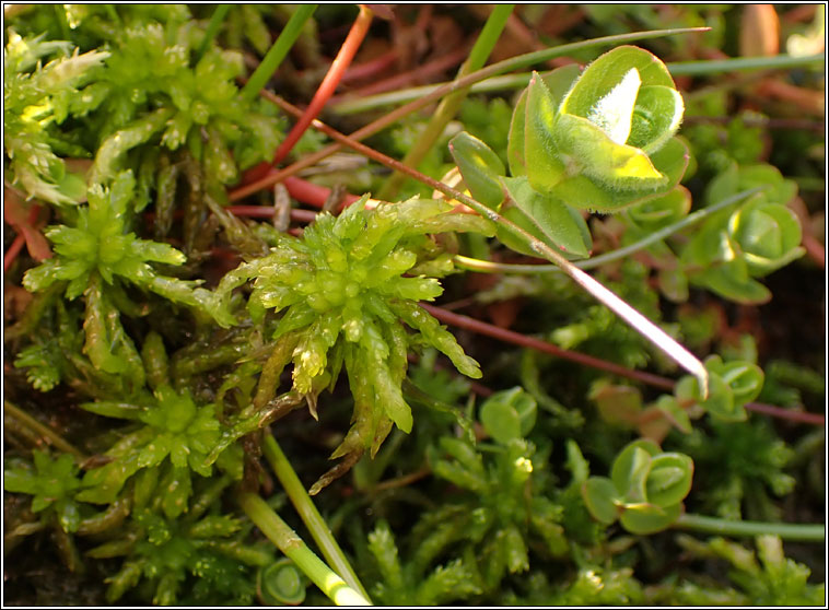 Sphagnum denticulatum (auriculatum), Cow-horn Bog-moss