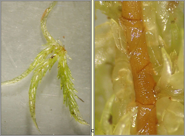 Sphagnum denticulatum (auriculatum), Cow-horn Bog-moss