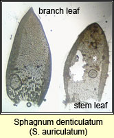 Sphagnum denticulatum (auriculatum), Cow-horn Bog-moss