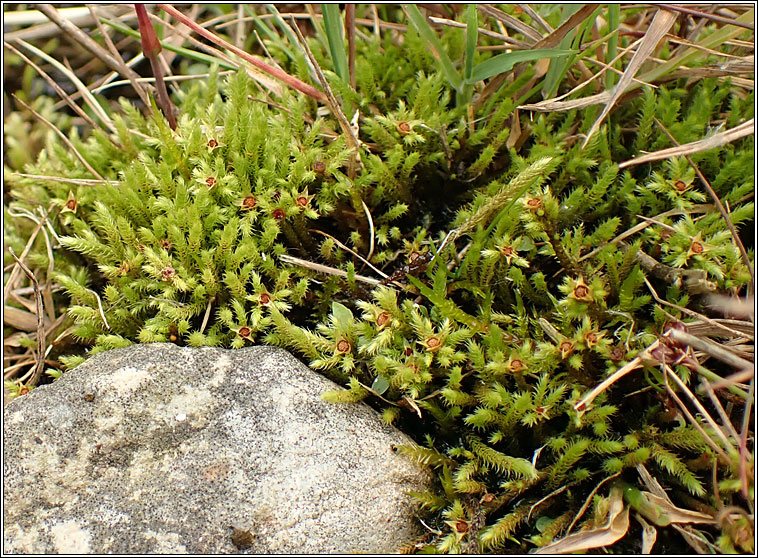 Philonotis fontana, Fountain Apple-moss