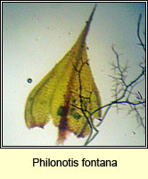 Philonotis fontana, Fountain Apple-moss