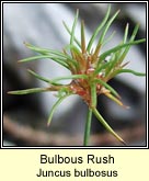 bulbous rush