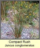 compact rush