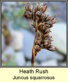 heath rush