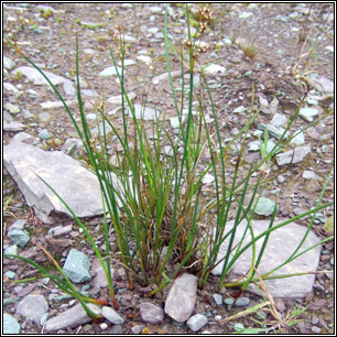 Juncus acutiflorus