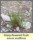 sharp-flowered rush