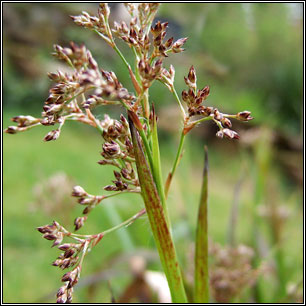 Irish Rushes and Sedges - Great Woodrush