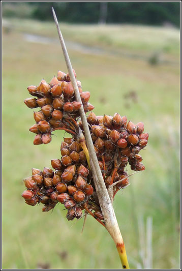 Irish Rushes - Sharp Rush, Juncus acutus