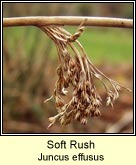 soft rush