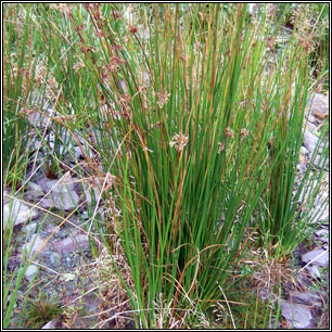 Juncus effusus