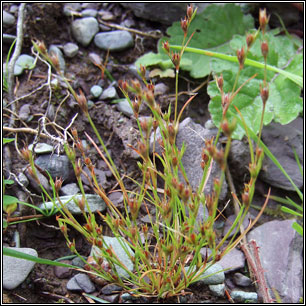 Juncus bufonius