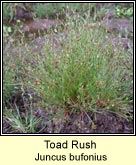 toad rush