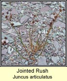 jointed rush