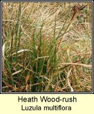 woodrush,heath