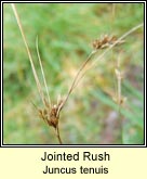 slender rush