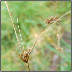 Juncus tenuis