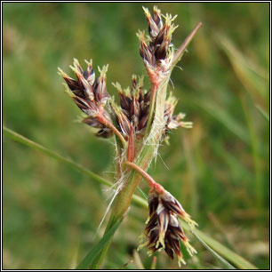 Luzula campestris