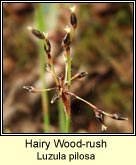 woodrush,hairy