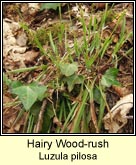 woodrush,hairy