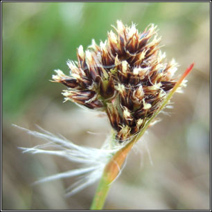 Luzula multiflora subsp congesta