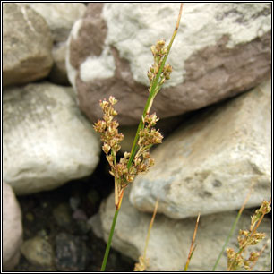 Juncus maritimus