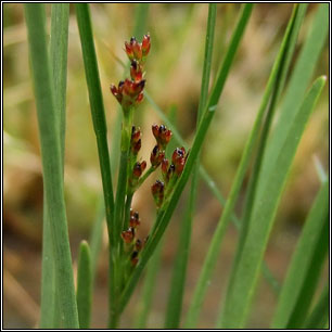 Juncus gerardii