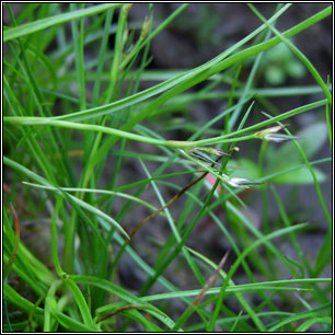 Juncus foliosus