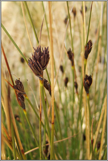 Black Bog-rush, Schoenus nigricans