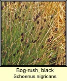 bog-rush,black
