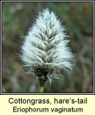 cottongrass,hares-tail