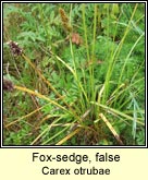 fox-sedge,false