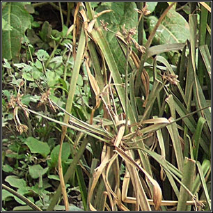 Cyperus eragrostis