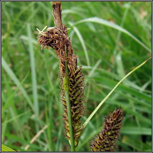 Carex riparia