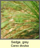 sedge,grey