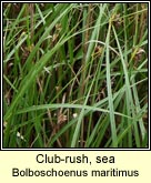 club-rush,sea