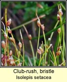 club-rush,bristle