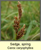 Sedge, spring