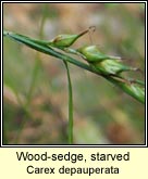wood-sedge, starved