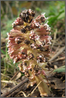 butterbur (gall�n m�r)