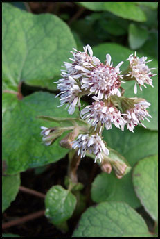 winter heliotrope (pl�r na gr�inne)