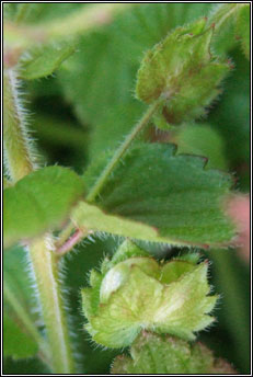 speedwell,crested (lus cr� m�r)
