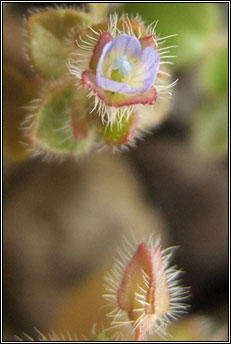 speedwell,ivy-leaved (lus cr� eidhneach)