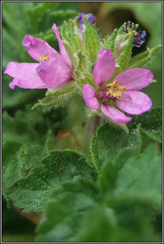 storksbill,musk (creagach muscach)