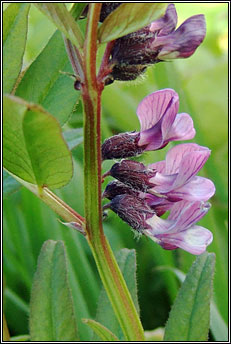vetch,bush (peasair fhi�in)