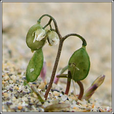 whitlow grass (bos�n anagair)