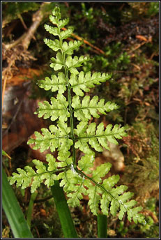 buckler fern,hay-scented