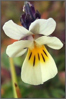 pansy,field (lus cro�)